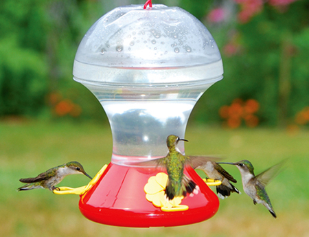 Tiny birds delight in the garden - 27 East