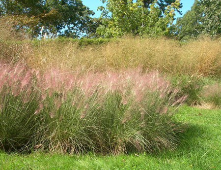 The colorful muhlenbergia capillaris, also known as pink hair grass, retains its vividness into late fall.                                        Maria Terese Barbaccia for LongHouse Reserve