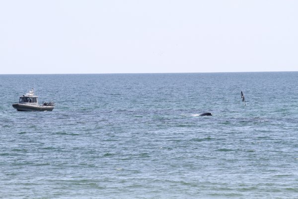 A whale is entangled in a net off Townline Road in Sagaponack.