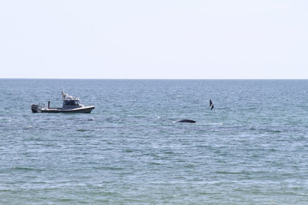 A whale is entangled in a net off Townline Road in Sagaponack. Michael Wright