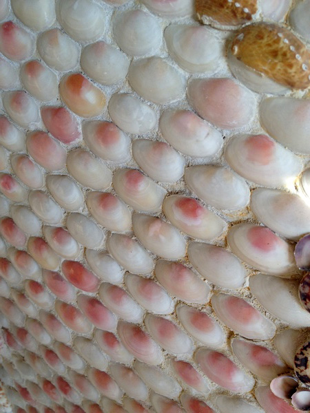 Pink-tinged white shells.   MARSHALL WATSON