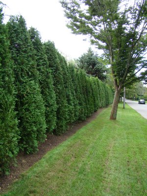 Several years after planting, this arborvitae hedge has filed in nicely and its laterals have filled out, increasing the density between each plant. Still needing annual maintenance, arborvitae is less labor intensive than privet. ANDREW MESSINGER