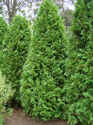Several varieties of arborvitae can be used at hedging, but it is much less forgiving than privet. ANDREW MESSINGER