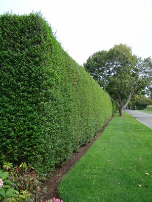 This is a well maintained and closely cropped row of privet hedge in Southampton. Note that it’s slightly tapered toward the top. This hedge remains often into early December, and due to its proper shaping, it’s not susceptible to snow damage. ANDREW MESSINGER.