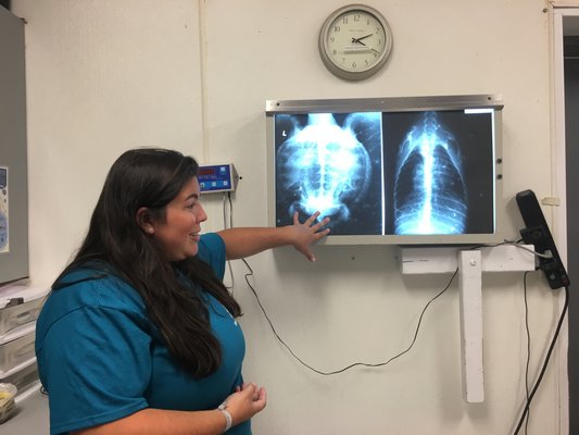 Maxine Montello, Rescue Program Director, shows the current system for reading x-rays. Left is a turtles x-ray and right is a seal x-ray.