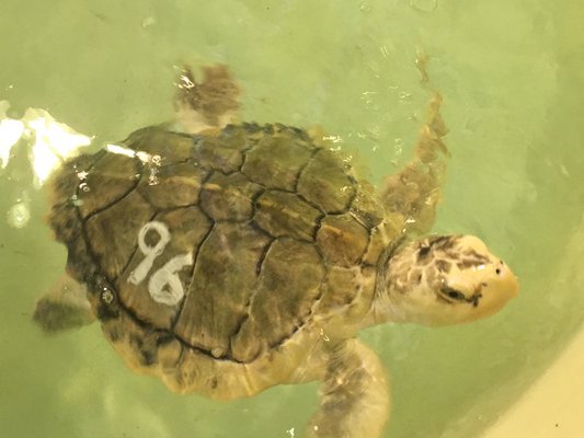 Tarragon, a Kemps Ridley sea turtle enjoy swimming up to visitors.