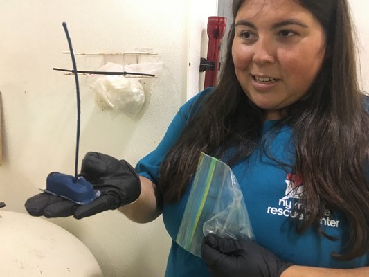 Maxine Montello shows the tracker that will be attached to the shell of 5 of the turtles released this summer. The center hopes to be able to livestream the turtles movements in the future.