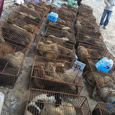 The dogs are crammed into cages and transported to the festival. COURTESY JEFFREY BERI