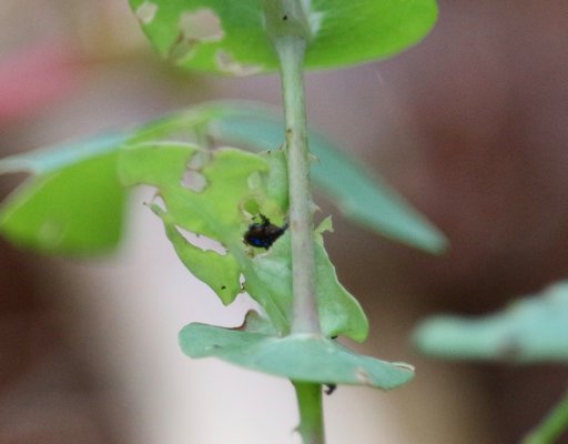 The Mile-a-Minute vine is characterized by its triangular leaves and thorny stem, which has been known to grow six inches in a single day. It can overrun and smother any vegetation in its path.