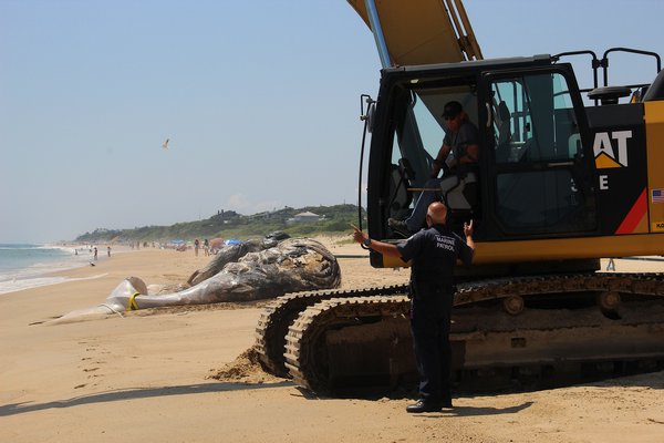 A deceased humpback whale was found off the shore of Montauk on Wednesday. On Friday afternoon, it was brought to shore for a necropsy. KYRIL BROMLEY