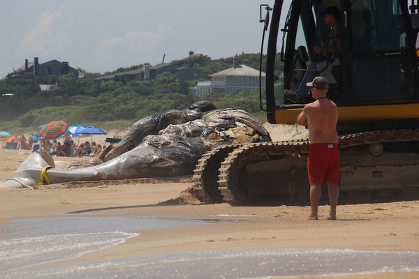A deceased humpback whale was found off the shore of Montauk on Wednesday. On Friday afternoon, it was brought to shore for a necropsy. KYRIL BROMLEY