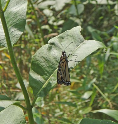 A female monarch laying an egg on the underside of a milkweed leaf.