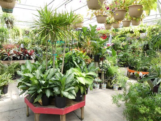 Many garden centers are having sales on house plants as the end of the summer season approaches, and they need space for their fall plants. There are great bargains to be found, but inspect the plants for insects and, once home, see if they are repotting candidates.