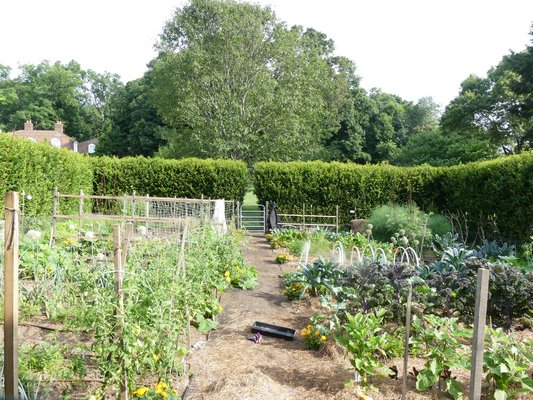 This estate vegetable garden is hidden from public areas of the property by a clipped hedge of American hornbeam. The hedge has proved to be deer proof but needs an annual clopping to bring in the sides and reduce the height by about 2 feet, it’s annual vertical growth. ANDREW MESSINGER