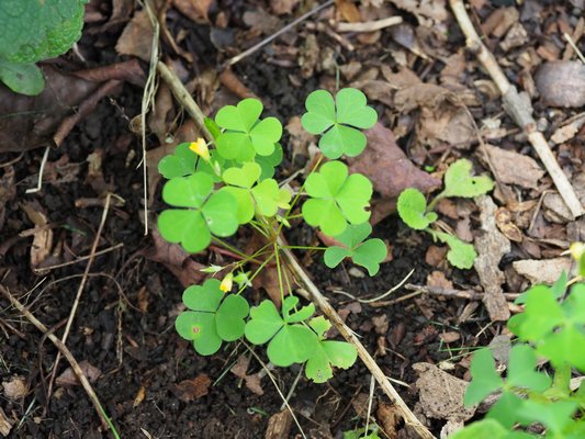 If you grow Columbines they will drop seeds that will quickly sprout and look like this. Almost. Columbine seedlings have a more ragged edge and will never have a small yellow flower. This is a seedling of a clover species that’s actually a weed.