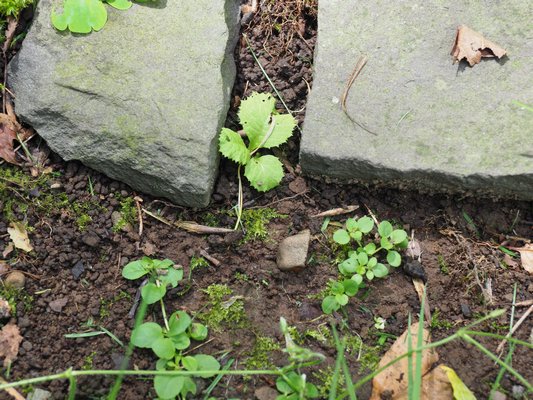 This is also the time of the year to do some seedling harvesting. But, you need to know your seedlings. On the bottom left is a seedling of ground ivy -- not something you want to move around or even have. But in the center, between the rocks, is a primula seedling that can be moved and replanted to a spot where it will flower next spring.