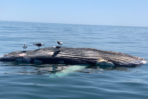The dead whale floating off Montauk.