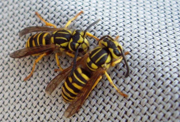 Yellow Jackets not only have parallel color bands on their abdomens but their thorax (behind the head) also has the yellow and black banding.