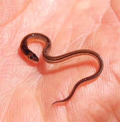 Hiding in a small patch of eelgrass was this juvenile American eel.