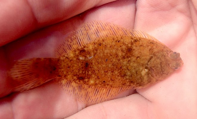 Among the creatures netted were several bottom dwellers, including a winter flounder.