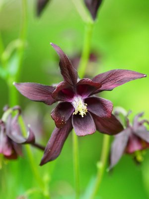 The author has developed this new columbine (Aquilegia) called ‘Purple Rain’ from an isolated plant a number of years ago. Columbine seed ripens out here in early to mid July and can be sown as it ripens for new flowering plants in two years. Seeds should not be covered. ANDREW MESSINGER