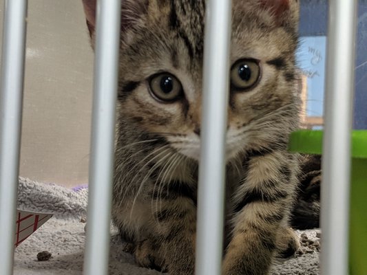 A kitten up for adoption at the Southampton Animal Shelter Foundation.