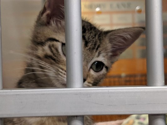 Looking for a new family at the Southampton Animal Shelter Foundation.