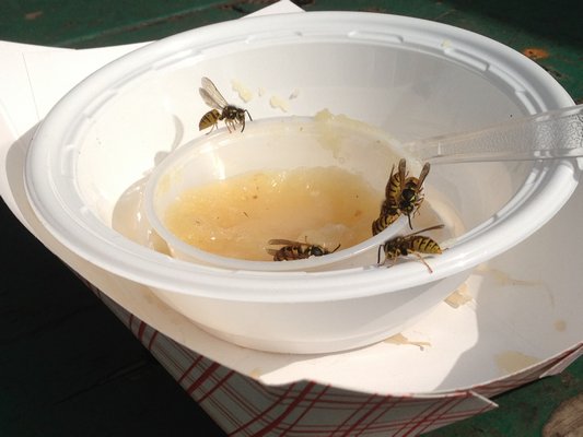 Yellow jackets having a picnic at a picnic. Fruit, fruit juices, beer, soda and many other things attract them in late summer. Don’t swat, don’t mess, try to ignore them. However, they may not ignore you.