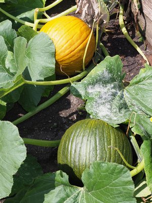 Two pumpkins on the same vine but from flowers that were pollinated at different times. The characteristically orange one on top will be harvestable in a week or so, but the one on the bottom has weeks to go. The powdery mildew on the center foliage is nearly unavoidable and doesn’t affect the pumpkins as they ripen.  ANDREW MESSINGER