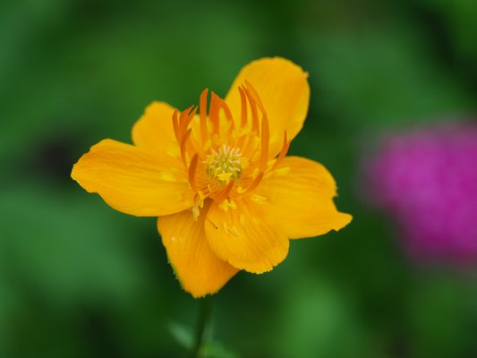 An orange trollius flower can make a summer garden glow late in the afternoon into the evening. The plants are about 2 feet tall with wiry stems, and seeds ripen just about now if the flowers are left on the plants. Seeds need winter vernalization. ANDREW MESSINGER
