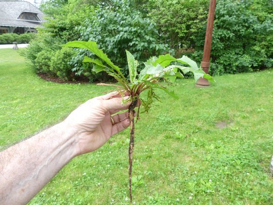 With perennial broadleaf weeds like this dandelion if you don’t get the root with the shoot, the root will regenerate a new shoot system and thwart your effort. ANDREW MESSINGER