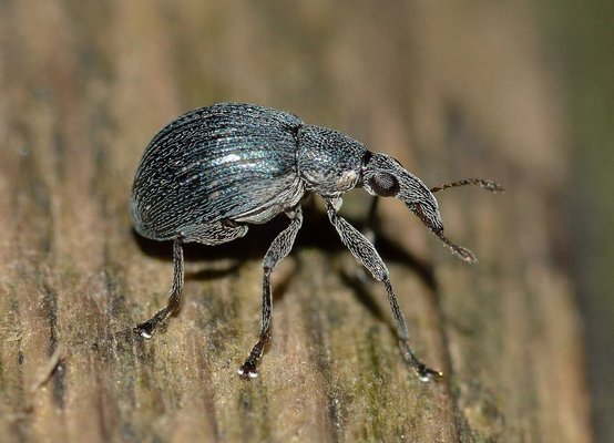 Weevils, like this one pictured here, are being used in North Haven Village to combat the Mile-a-Minute weed.