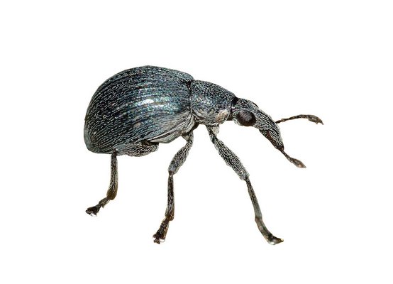 Weevils, like this one pictured here, are being used in North Haven Village to combat the Mile-a-Minute weed.