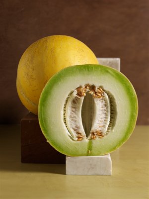 Ashkahabad, an inodorus group melon from Turkmenistan. VICTOR SCHRAGER

