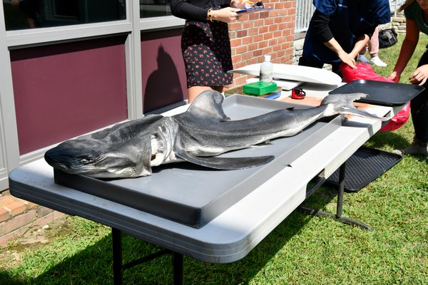 A baby white shark found dead on Fire Island was brought to Southampton High School for dissection.