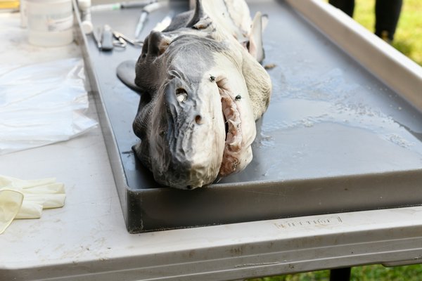 The body of the baby white shark found on Fire Island was brought to Southampton High School for a necropsy.