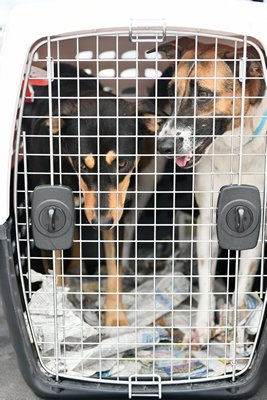 Twenty dogs were brought to Long Island from the Bahamas on Thursday, September 12.