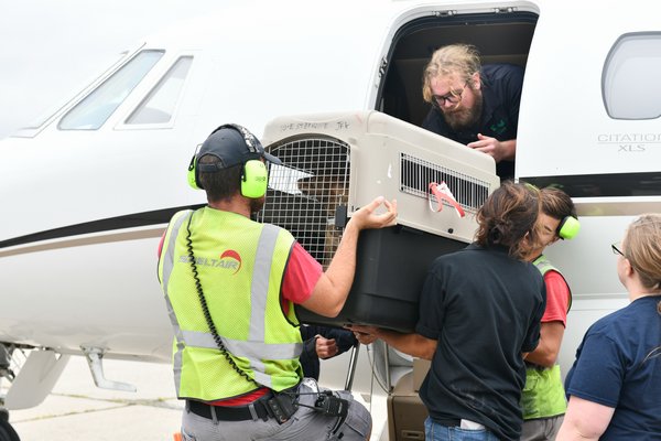 Volunteers and staff from ARF as well as the ground crew at Sheltair unload the dogs.