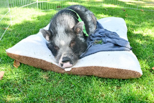A sleepy pig at the Southampton History Museum's Harvest Fair on Saturday.