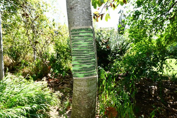 Laurie Lambrecht’s newest bodies of work will live among the gardens that birthed them at The Madoo Conservancy, the location of her site-specific installation “Laurie Lambrecht: Limn to Limb.”    DANA SHAW