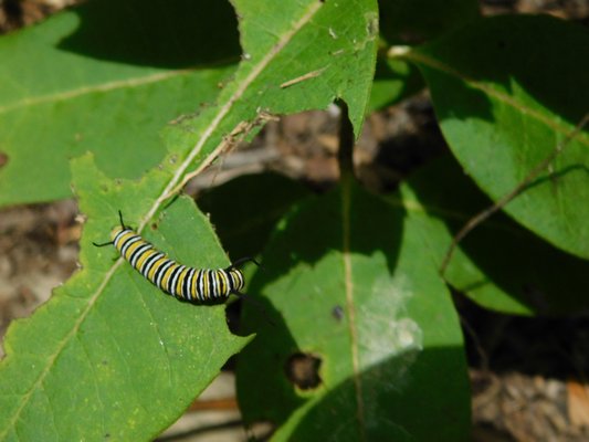 A monarch caterpillar on a milkweed plant outside of SOFO. ELIZABETH VESPE