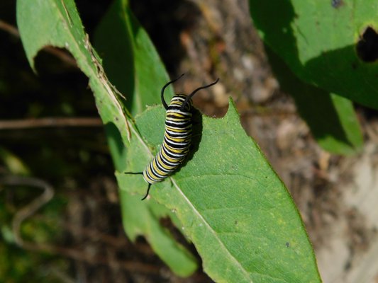 A monarch caterpillar on a milkweed plant outside of SOFO. ELIZABETH VESPE
