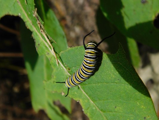 A monarch caterpillar on a milkweed plant outside of SOFO.   ELIZABETH VESPE