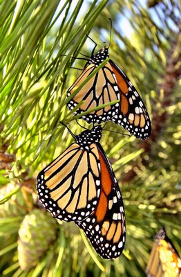 A favorite roosting spot for migrating monarchs is on Dune Road in Hampton Bays.  DANA SHAW