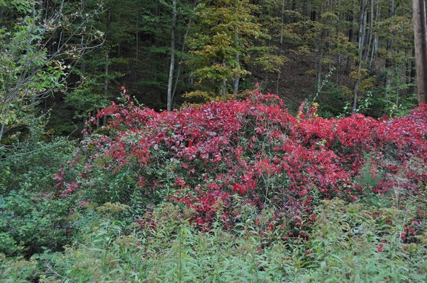 Virginia creeper climbs trees, shrubs and utility poles and is a source of red foliage from the Hamptons up through New England from early to late October. ANDREW MESSINGER