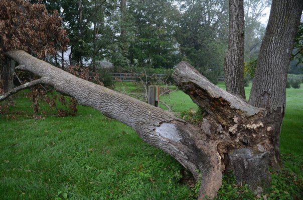 An arborist would have spotted the rotted base of this tree trunk before it fell and took a power line and meter with it. The homeowner was clueless until the trunk fell during a gust of wind. ANDREW MESSINGER
