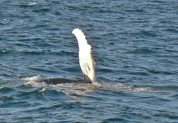 Did you enjoy seeing humpback whales this summer? Thank the recovery of the Atlantic menhaden in our area, the Marine Mammal Protection Act, and the Endangered Species Act.