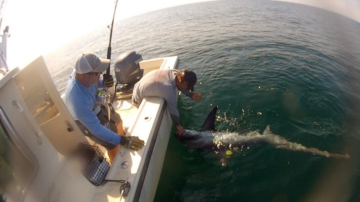 Greg Metzger and Walter Zublionis tagging a thresher shark last month. COURTESY SOFO