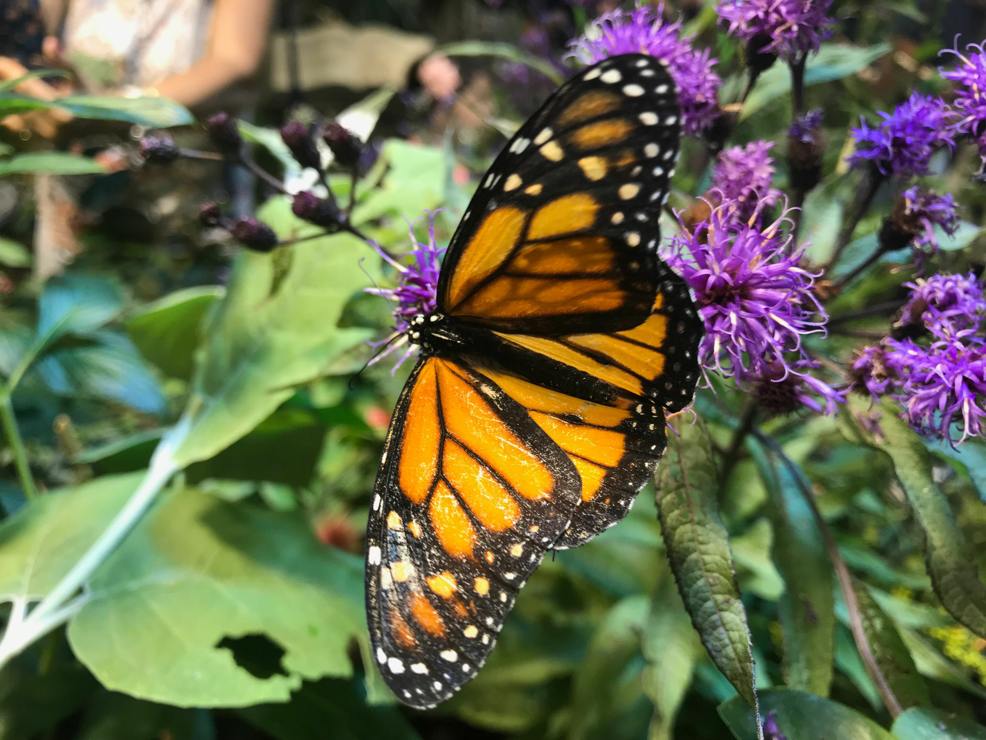 A monarch butterfly. ELIZABETH VESPE