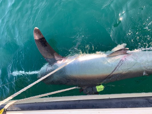 The thresher shark tagged by Greg Metzger last month.  COURTESY SOFO